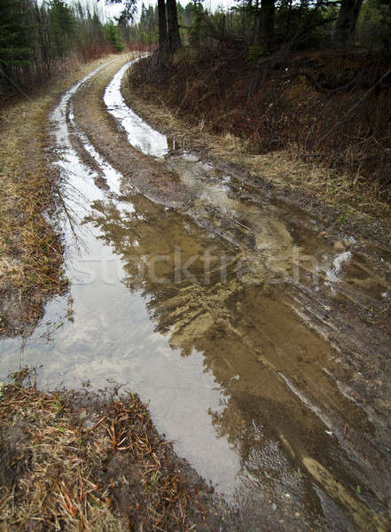 Flooded road in the forest
 Stock photo © aetb