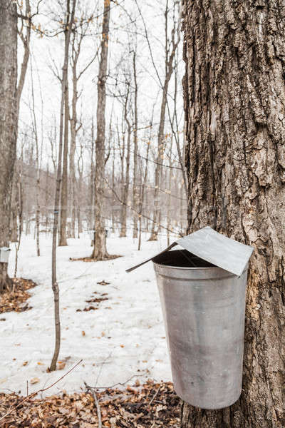 Forest of Maple Sap buckets on trees Stock photo © aetb