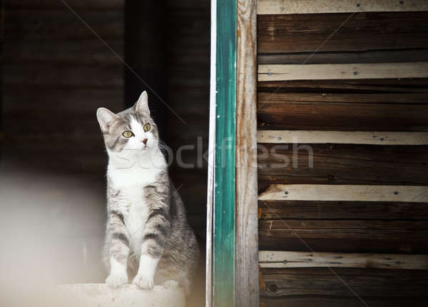 Gato assistindo fora Foto stock © aetb