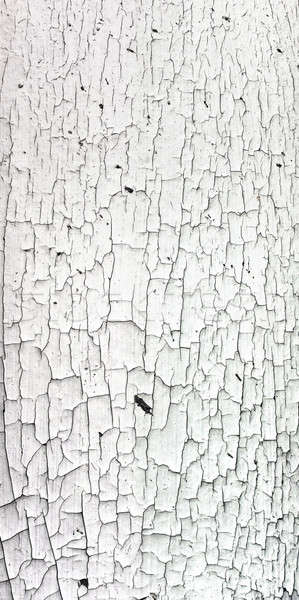 Old cracky white paint texture on wood
 Stock photo © aetb