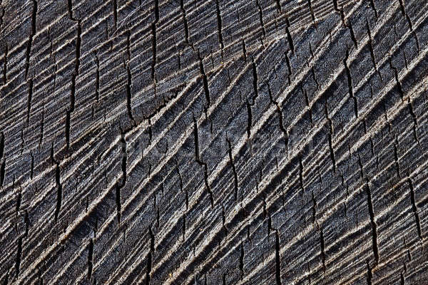 Macro sawed and dry wood texture with details Stock photo © aetb