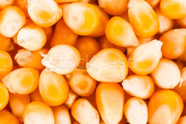 Extreme Closeup Texture of Corn Seeds Stock photo © aetb