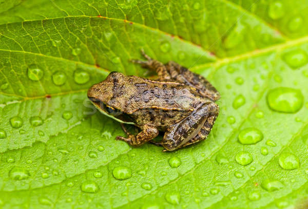 Stock photo: Miniature from sitting on a Wet Leaf