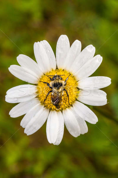 Closeup of a Bee Perfectly Centered on a Daisy Flower with water Stock photo © aetb