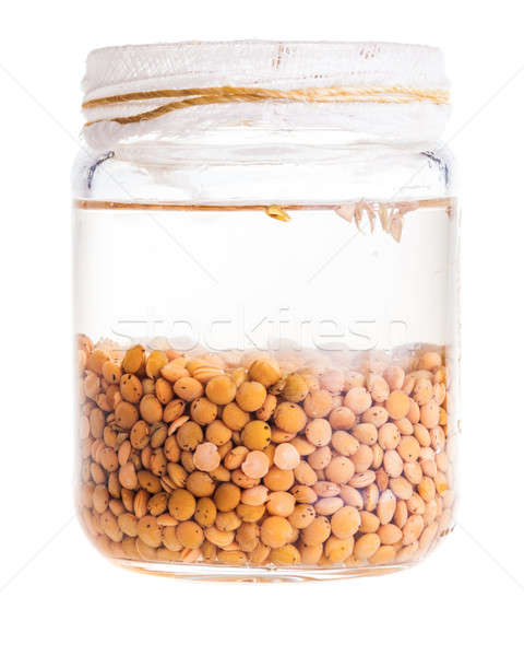Soaked Sprouting Lentils Stock photo © aetb