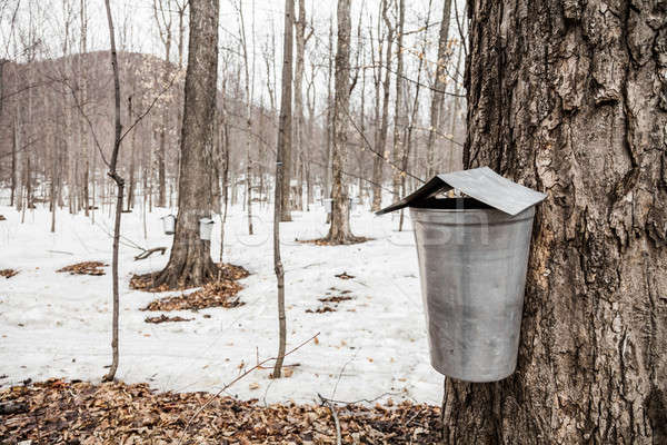 Forest of Maple Sap buckets on trees Stock photo © aetb