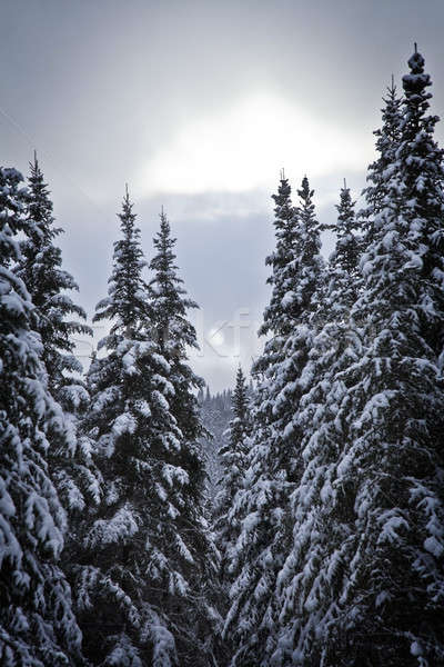 森林 雪 美 山 冬 風景 ストックフォト © aetb