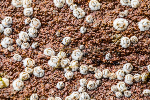Macro of Some white Balanus glandula on a rock  Stock photo © aetb