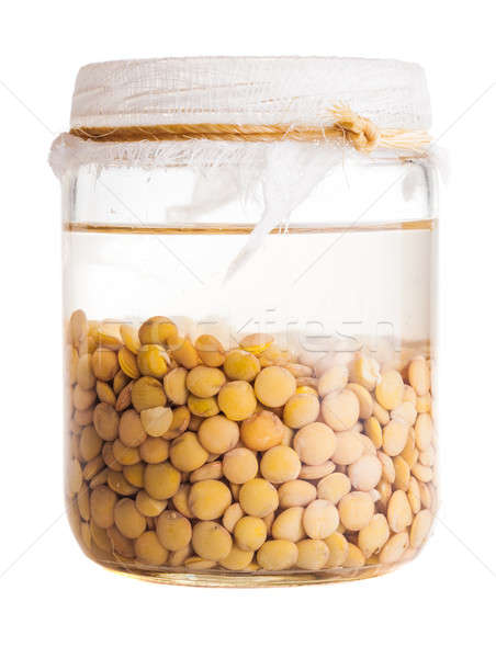 Soaked Sprouting Lentils Stock photo © aetb