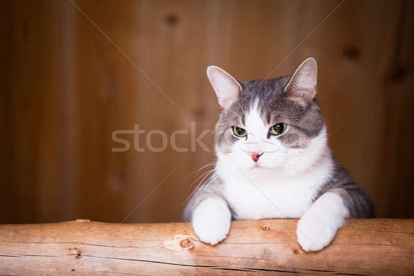 猫 を見て 怠惰な 位置 木材 ストックフォト © aetb