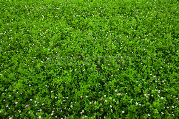 Texture overgrown clover Stock photo © aetb