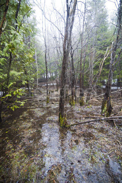 Flooded forest after rain Stock photo © aetb