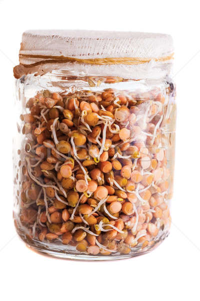 Sprouting Lentils Growing in a Glass Jar Stock photo © aetb