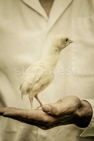 Farmer Holding a Baby Turkey Stock photo © aetb
