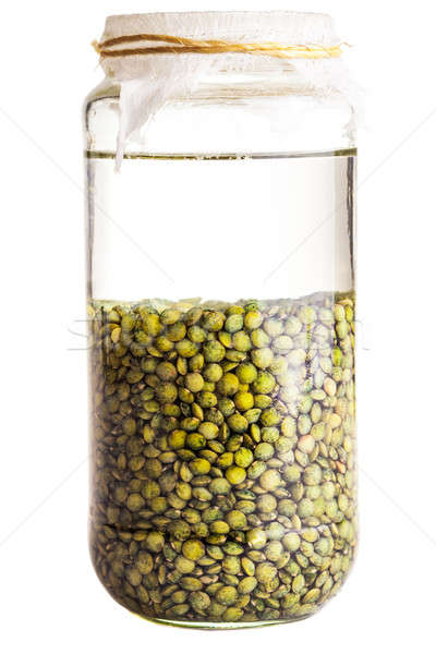 Soaked Sprouting Seeds (green Lentils) Stock photo © aetb