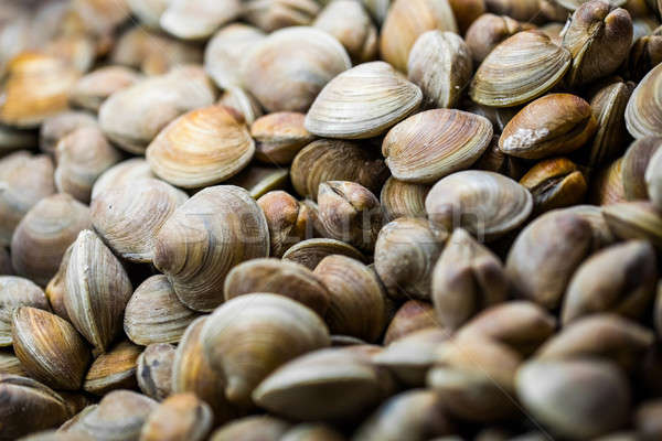 Clams in the Fish Counter of a Restaurant Stock photo © aetb