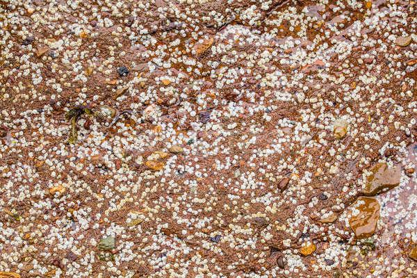 Some white Balanus glandula on a rock Stock photo © aetb