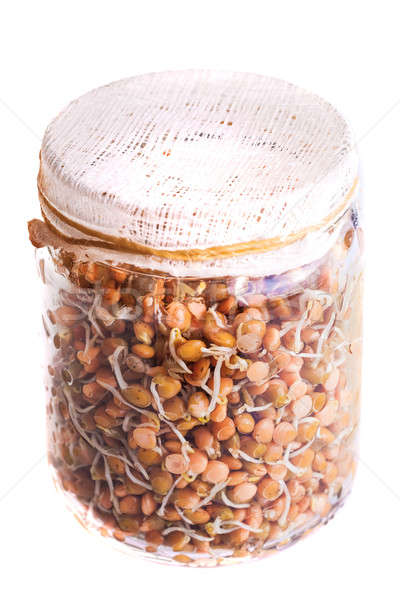 Top View of Sprouting Lentils Growing in a Jar Stock photo © aetb