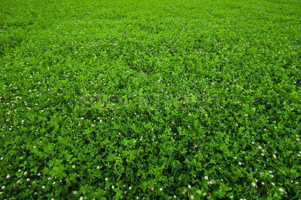 Texture overgrown clover Stock photo © aetb