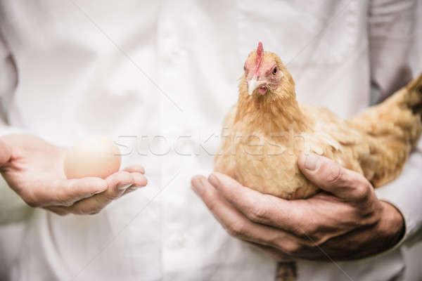 Tyúk tojás kéz természet kérdés cowboy Stock fotó © aetb