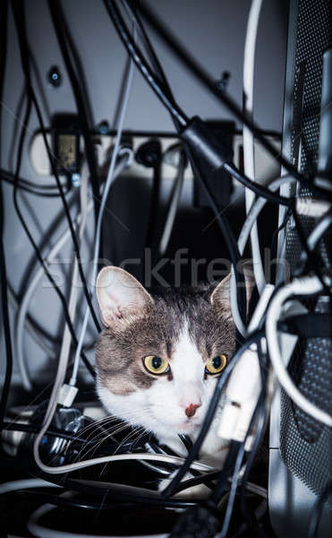 Cat pericoloso luogo dietro computer mess Foto d'archivio © aetb