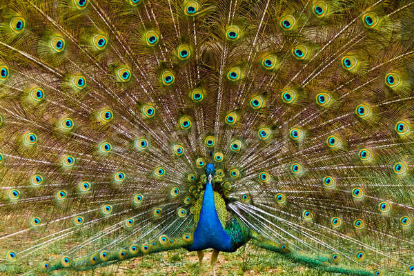 美しい 孔雀 羽毛 美 ダンス 肖像 ストックフォト © aetb