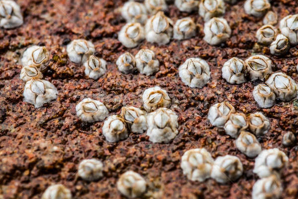 Macro of Some white Balanus glandula on a rock  Stock photo © aetb