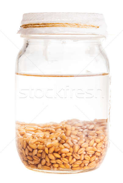Soaked Sprouting Weat Seeds Stock photo © aetb