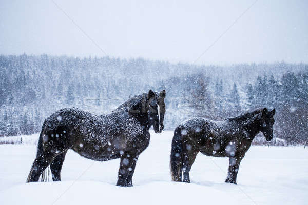 Stockfoto: Paarden · naar · camera · twee · mooie · permanente