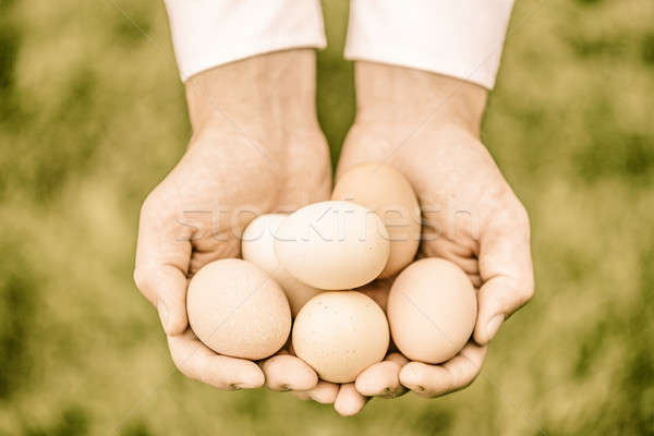 Eggs in Hands Stock photo © aetb