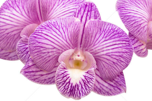 Orchidea fioletowy kwiat roślin tropikalnych różowy Zdjęcia stock © AEyZRiO