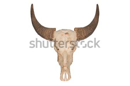 Buffalo skull Stock photo © AEyZRiO