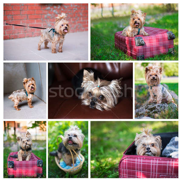 Stock photo: Photo collage of Yorkshire Terrier