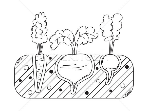 Thin line gardening bed with vegetables Stock photo © Agatalina