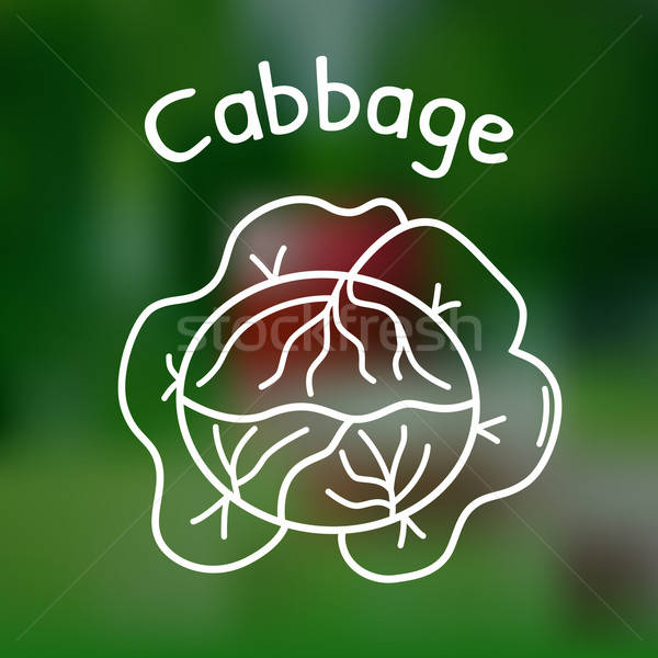 Stock photo: Thin line cabbage icon