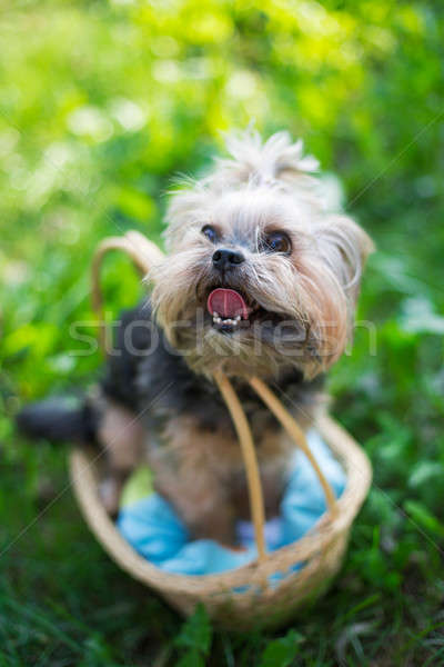 Yorkshire terrier sessão cesta foco Foto stock © Agatalina