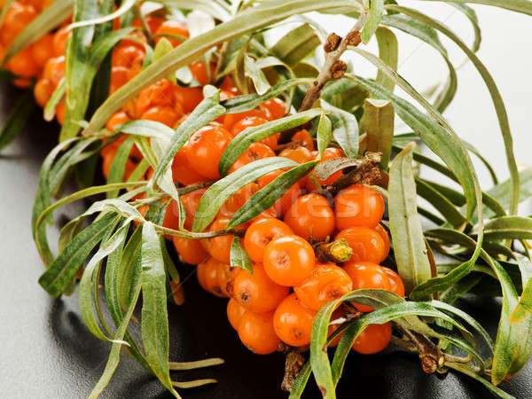 Sea ​​buckthorn Stock photo © AGfoto