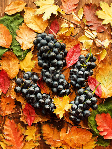 Kék szőlő fa ősz sekély mélységélesség Stock fotó © AGfoto