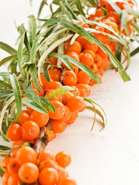 Sea ​​buckthorn Stock photo © AGfoto