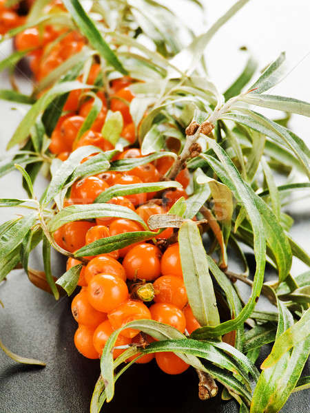 Sea ​​buckthorn Stock photo © AGfoto