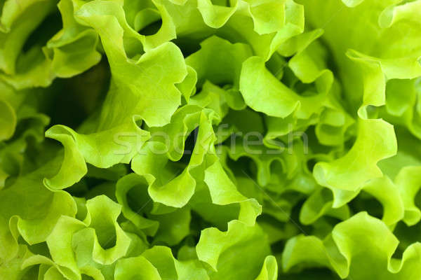 Stockfoto: Sla · macro · vers · groene · sappig