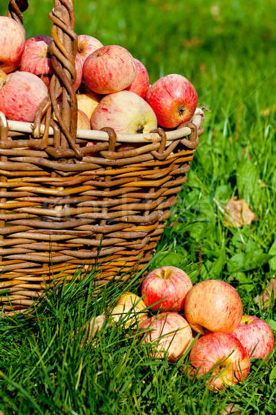 яблоки корзины свежие зрелый красный зеленая трава Сток-фото © AGorohov