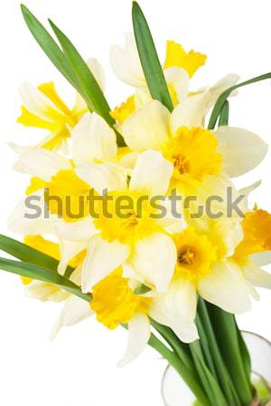 Narcissus Stock photo © AGorohov