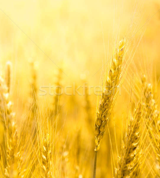 Closeup view of wheat ear Stock photo © AGorohov