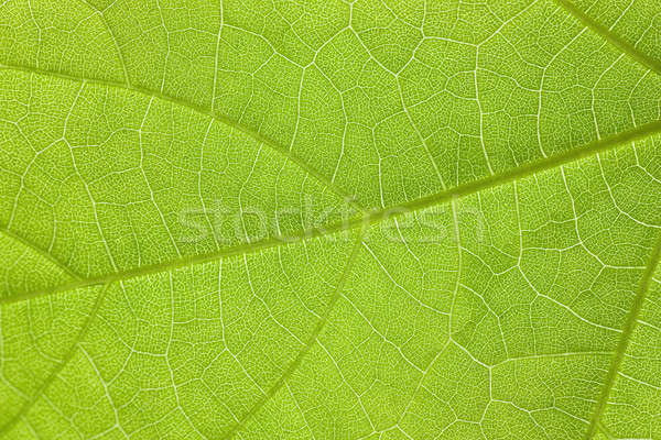 Hoja verde macro tiro árbol naturaleza hoja Foto stock © AGorohov