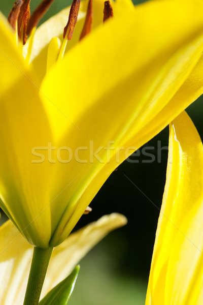 Liliomok makró kilátás nyitva citromsárga kert Stock fotó © AGorohov