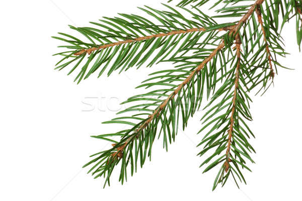 Stock photo: Fir branch