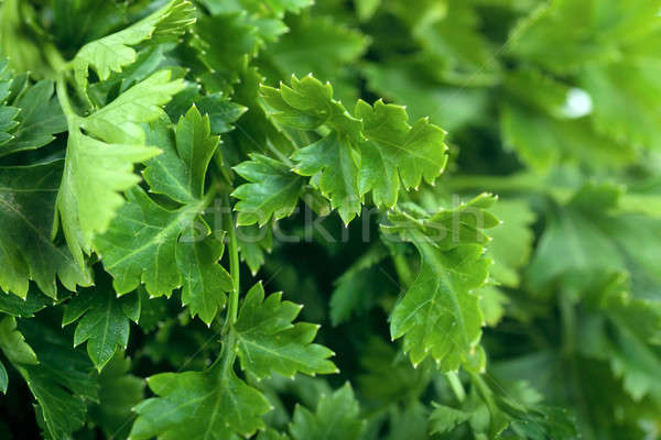 Parsley Stock photo © AGorohov