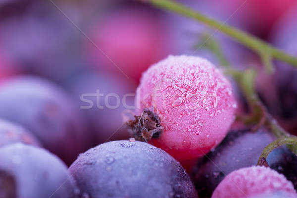 Zamrożone jagody makro widoku czerwona porzeczka Zdjęcia stock © AGorohov