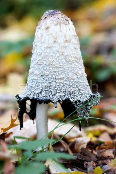 Mushroom Stock photo © AGorohov